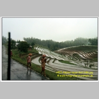 14571 Reisterrassen Bali 1986.jpg
